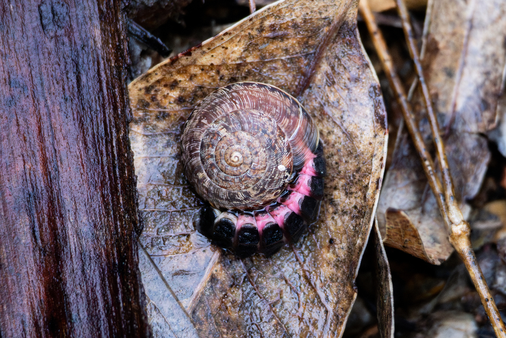 Helicella cistorum