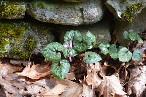 Image of Cyclamen rhodium by (c) Pantazi Katerina, some rights reserved (CC BY)