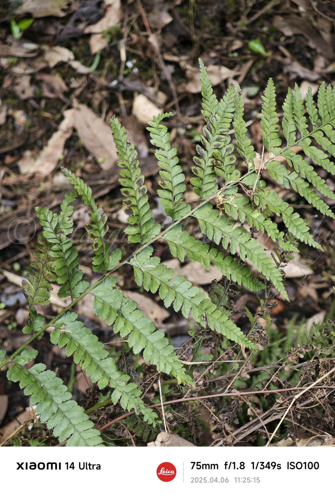 Microlepia pseudostrigosa