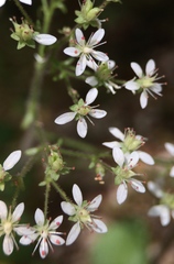 Micranthes micranthidifolia