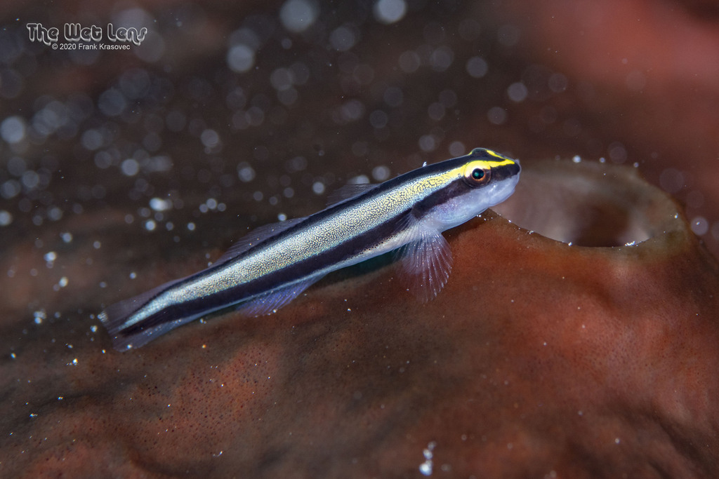 Cleaner Goby