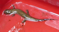Desmognathus amphileucus