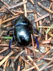 Anoplotrupes
