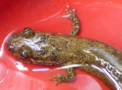 Desmognathus amphileucus