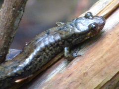 Desmognathus amphileucus