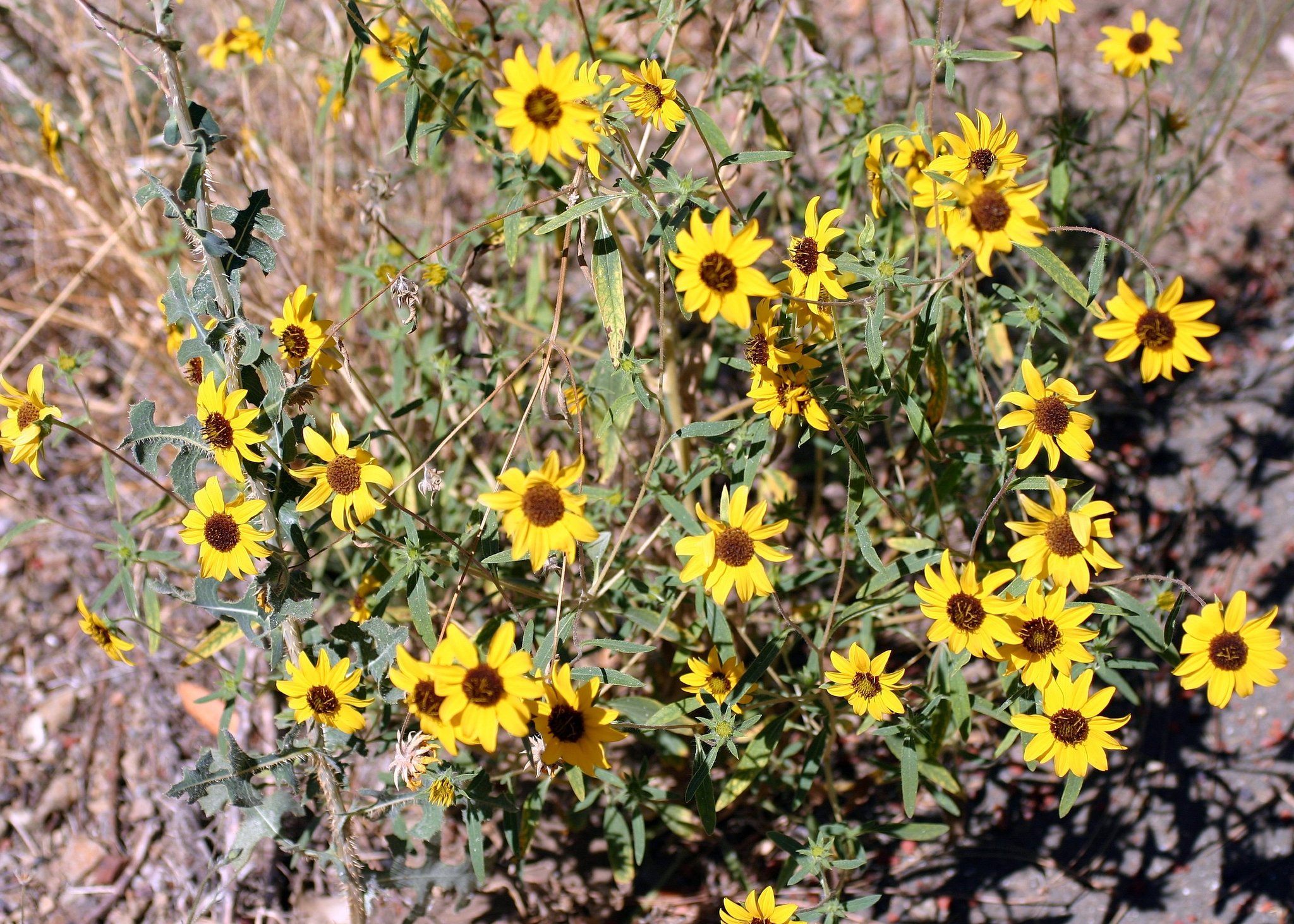Helianthus exilis