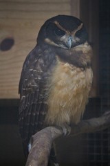 Pulsatrix koeniswaldiana