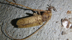 Enaphalodes rufulus