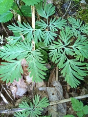 Dicentra