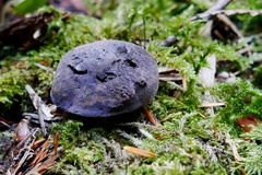 Hydnellum fuscoindicum