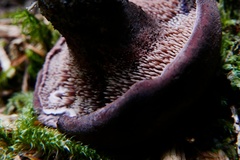 Hydnellum fuscoindicum