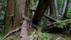 Hydnellum fuscoindicum