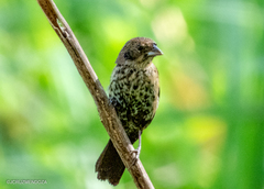Blue-Black Grassquit photo 4