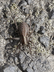 Alopecosa pulverulenta