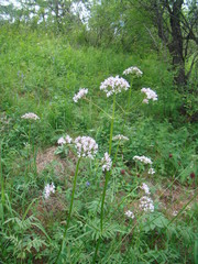 Valeriana alternifolia