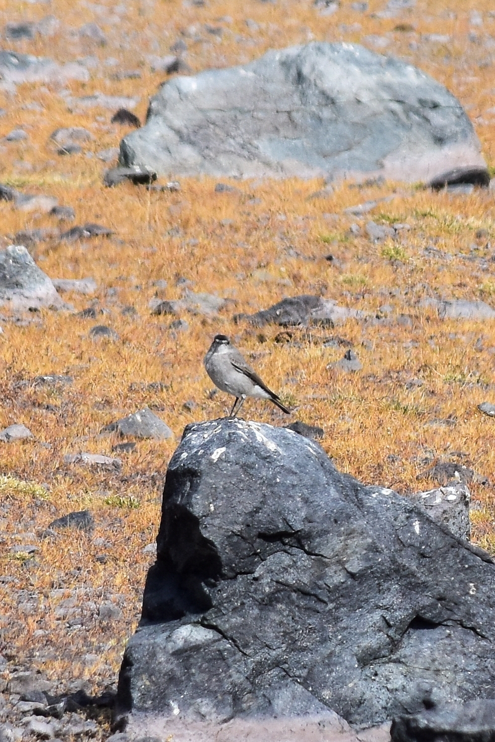 Black-fronted Ground Tyrant (Muscisaxicola frontalis), photo 2