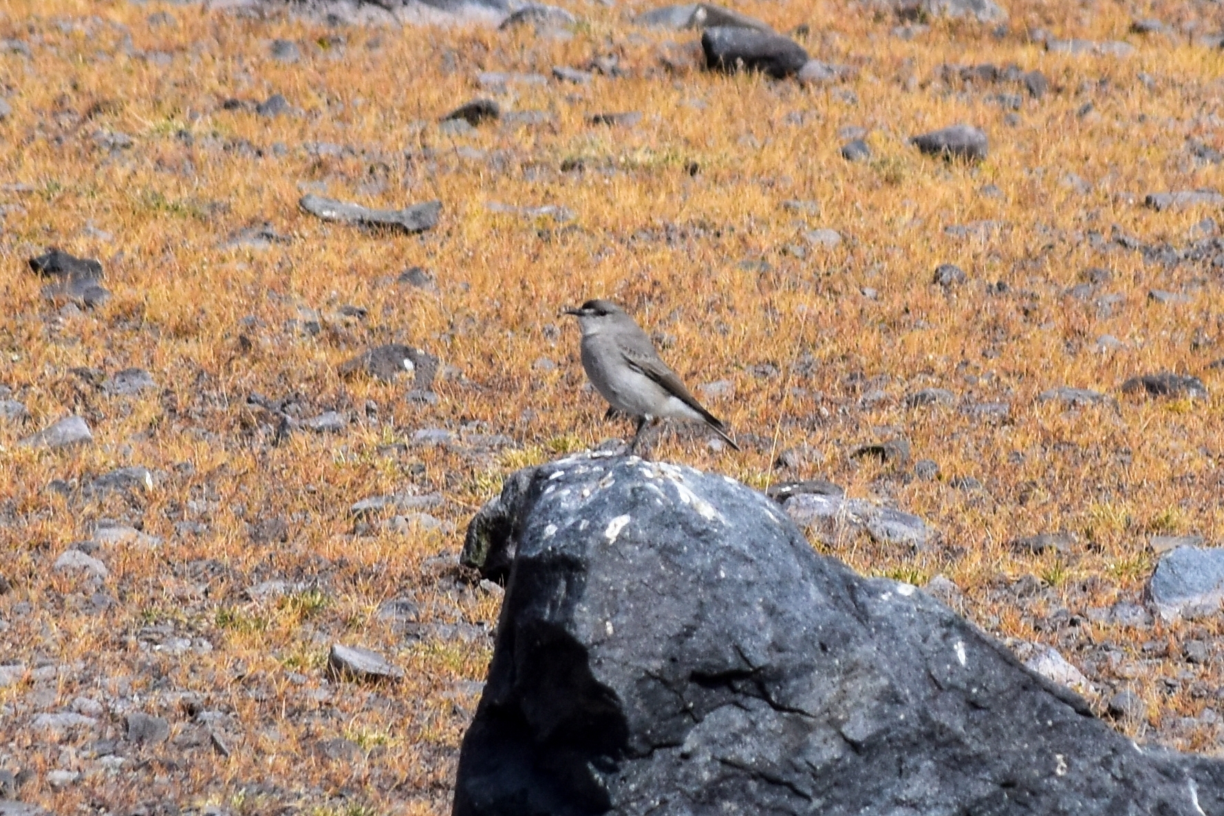 Black-fronted Ground Tyrant (Muscisaxicola frontalis), photo 3