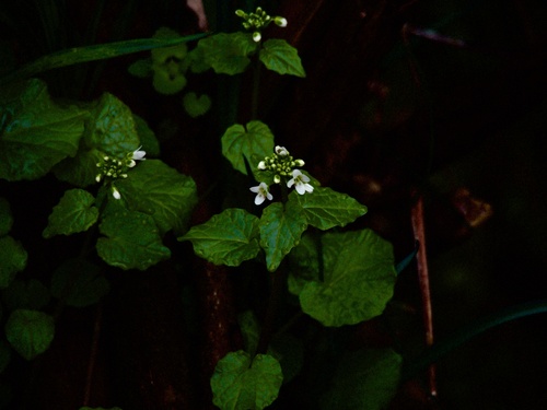 Japanese Horseradish (Eutrema japonicum)