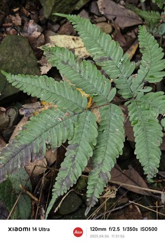 Pteris kiuschiuensis iNat (1)