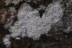 Lecanora rupicola