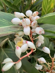 Alpinia nutans