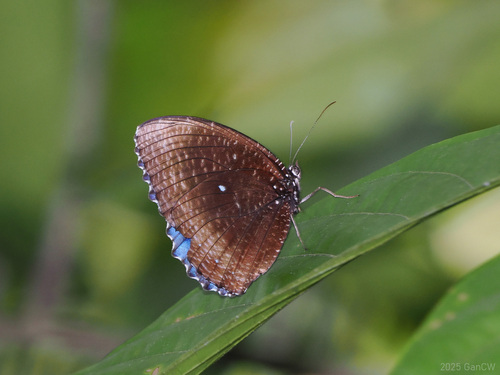 Blue Purple Palmfly