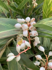 Alpinia nutans