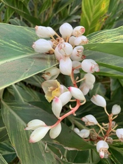 Alpinia nutans