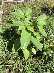 Phytolacca americana
