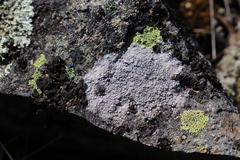 Lecanora rupicola
