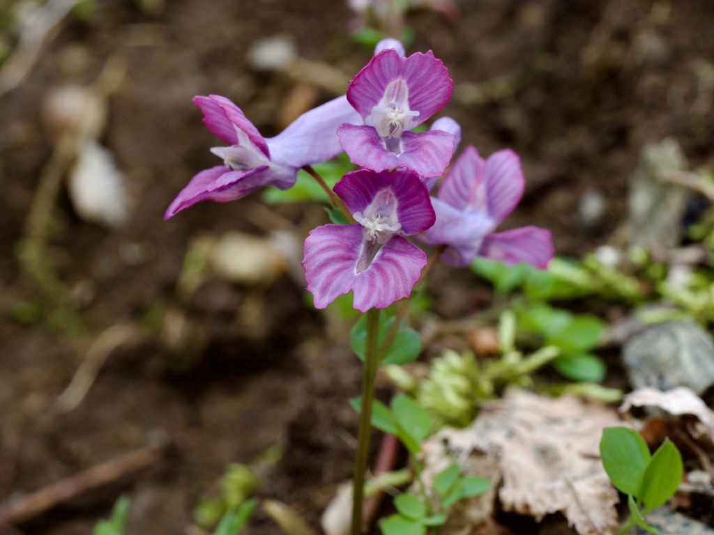 Corydalis lineariloba; photograph りなべる, CC BY, iNaturalist via GBIF