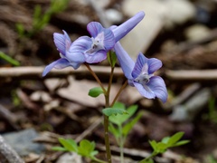 りなべる, CC BY, iNaturalist via GBIF Corydalis lineariloba, photograph りなべる, CC BY, iNaturalist via GBIF