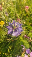 Nigella