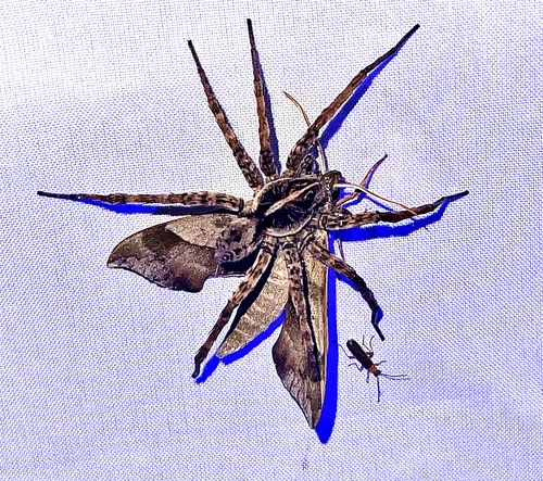 Georgia Wolf Spider photo 4