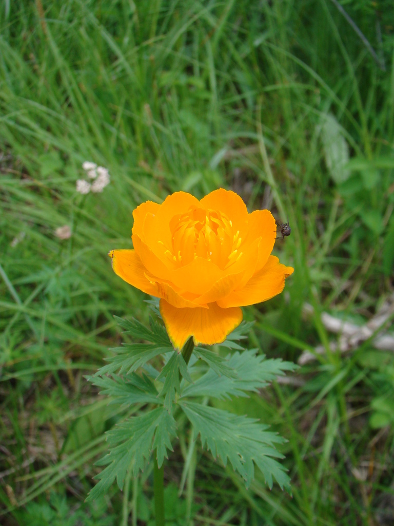 Trollius kytmanovii