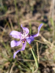 Moraea lugubris