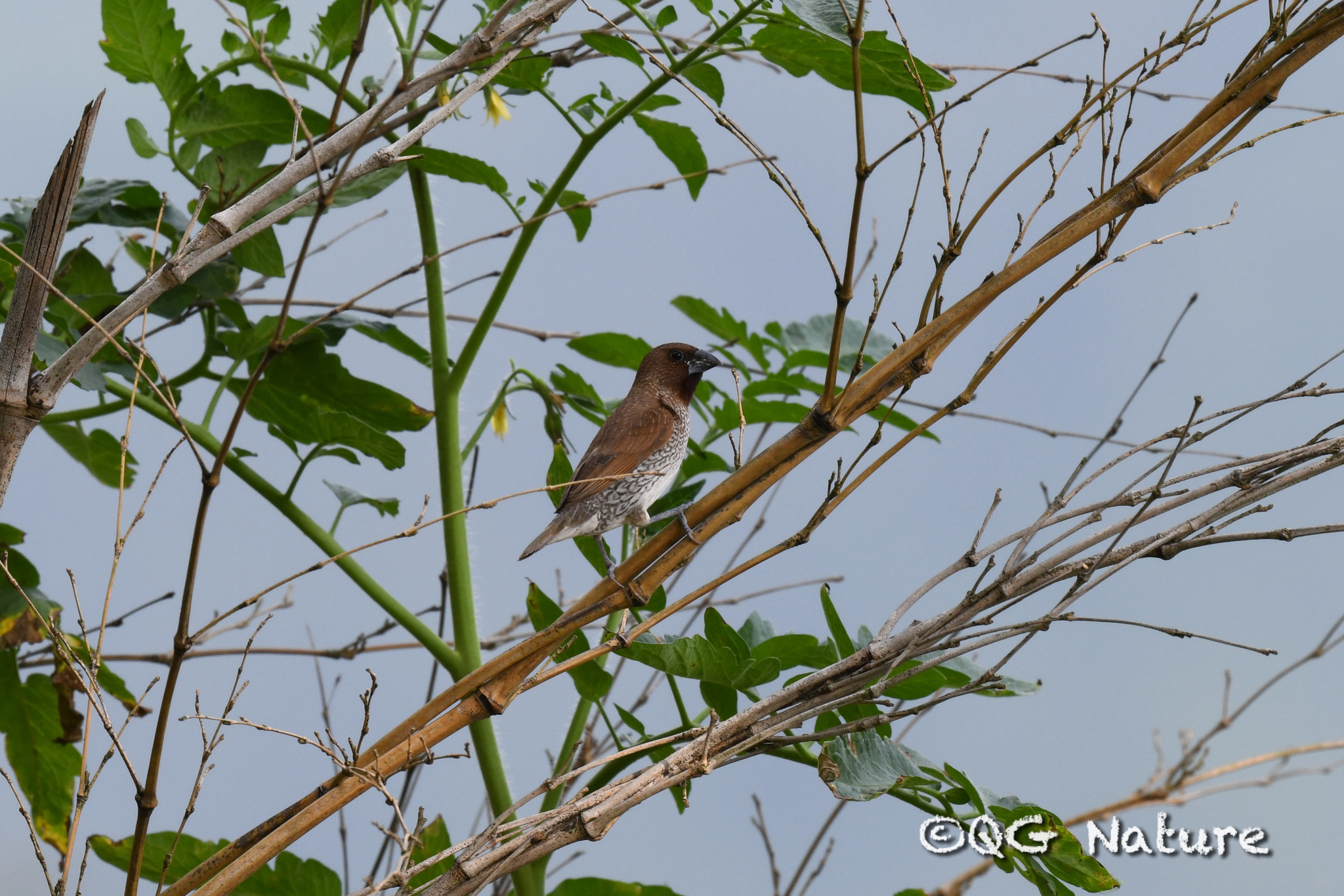 Scaly-breasted Munia