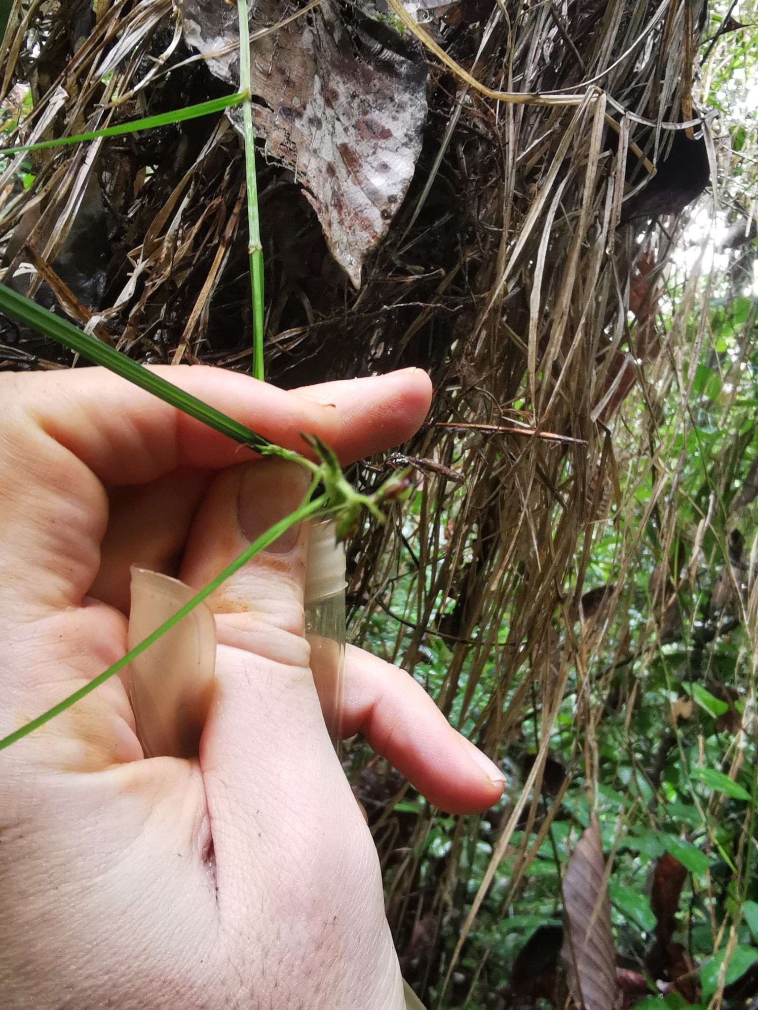 Imagem de Cipó-de-fogo