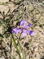 Moraea lugubris