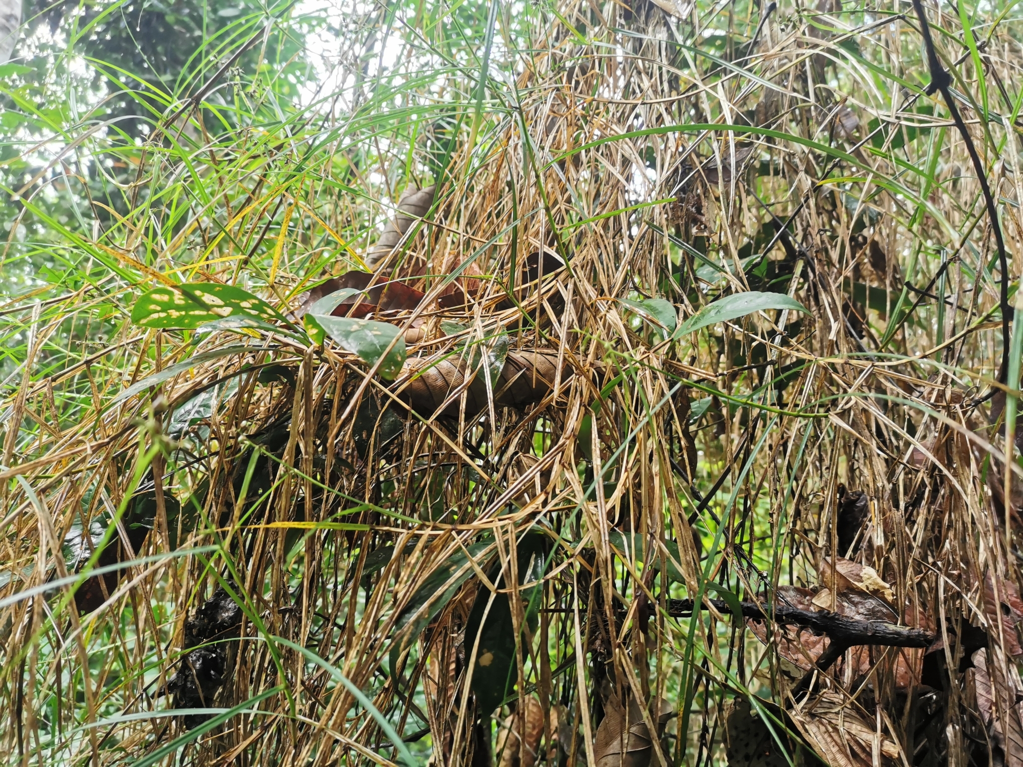 Imagem de Cipó-de-fogo