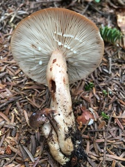 Lactarius mucidus