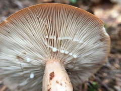 Lactarius mucidus