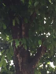 Brosimum alicastrum