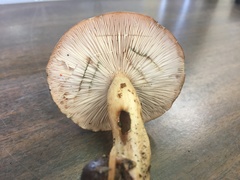 Lactarius mucidus