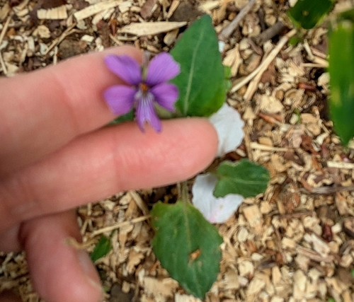 Image of Viola phalacrocarpa by (c) mami_t_t, some rights reserved (CC BY)