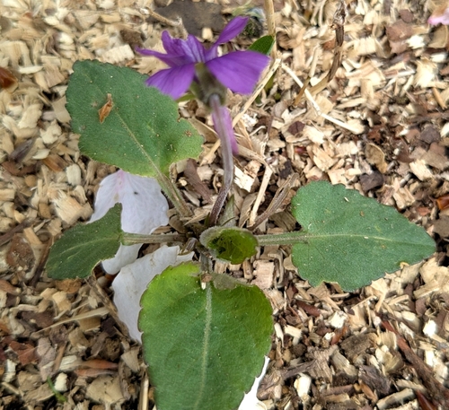 Image of Viola phalacrocarpa by (c) mami_t_t, some rights reserved (CC BY)