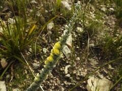 Aspalathus caledonensis