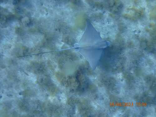 Duckbill Ray (Aetomylaeus bovinus)