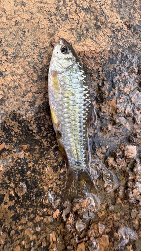 Ruit-barbeel (Barbodes rhombeus) — Cyprinidae — 2