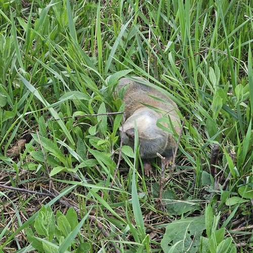 Greater Mole Rat